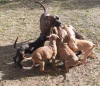 Zdjęcie №3. Pit bull terrier szczeniak. Federacja Rosyjska