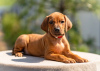 Zdjęcie №1. rhodesian ridgeback - na sprzedaż w Москва | 5942zł | Zapowiedź №53361