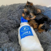 Zdjęcie №2 do zapowiedźy № 116126 na sprzedaż  yorkshire terrier - wkupić się USA hodowca