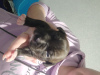 Zdjęcie №4. Sprzedam amerykański staffordshire terier w Kobryń. hodowca - cena - 299zł