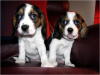Zdjęcie №2 do zapowiedźy № 58300 na sprzedaż  beagle (rasa psa) - wkupić się Malta prywatne ogłoszenie