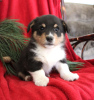 Zdjęcie №1. welsh corgi - na sprzedaż w Indianapolis | 1307zł | Zapowiedź №63530