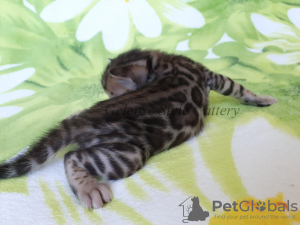 Zdjęcie №2 do zapowiedźy № 7241 na sprzedaż  kot bengalski - wkupić się Federacja Rosyjska od żłobka