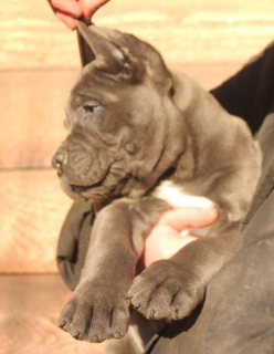 Zdjęcie №1. cane corso - na sprzedaż w Moskwa | 2417zł | Zapowiedź №4255