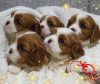 Zdjęcie №1. cavalier king charles spaniel - na sprzedaż w Mińsk | negocjowane | Zapowiedź №36948