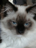 Zdjęcie №3. Klubowy kotek z dokumentami. Federacja Rosyjska