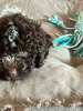 Dodatkowe zdjęcia: Szczenięta Lagotto Romagnolo