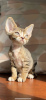 Zdjęcie №1. devon rex - na sprzedaż w Berlin | 1674zł | Zapowiedź № 121016