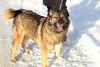 Zdjęcie №2 do zapowiedźy № 9037 na sprzedaż  pies nierasowy - wkupić się Federacja Rosyjska ze schronu