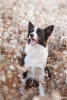 Zdjęcie №3. Szczenięta border collie, najmądrzejszy pies na świecie in. Federacja Rosyjska
