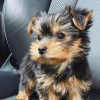 Zdjęcie №2 do zapowiedźy № 127664 na sprzedaż  yorkshire terrier - wkupić się Finlandia prywatne ogłoszenie, hodowca