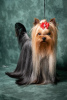 Zdjęcie №1. yorkshire terrier - na sprzedaż w Belgrad | negocjowane | Zapowiedź №116832