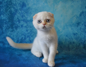 Zdjęcie №3. Szkocki kot rzadkiego koloru. Federacja Rosyjska