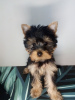 Zdjęcie №4. Sprzedam yorkshire terrier w Wrocław.  - cena - negocjowane