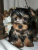 Zdjęcie №1. yorkshire terrier - na sprzedaż w Lippstadt | 837zł | Zapowiedź №119049