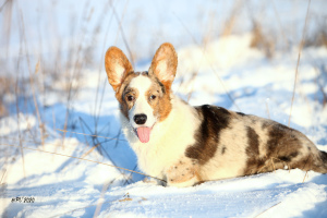 Zdjęcie №4. Sprzedam welsh corgi w Petersburg. od żłobka - cena - Negocjowane