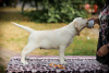 Dodatkowe zdjęcia: Labrador retriever szczenięta wysokiej jakości