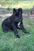 Zdjęcie №1. cane corso - na sprzedaż w Brest | 897zł | Zapowiedź №20102