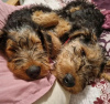 Zdjęcie №1. airedale terrier - na sprzedaż w Dusseldorf | 2051zł | Zapowiedź №123136