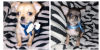 Dodatkowe zdjęcia: Sprzedam szczenięta Chihuahua