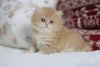 Zdjęcie №2 do zapowiedźy № 58399 na sprzedaż  kot brytyjski długowłosy - wkupić się Federacja Rosyjska od żłobka