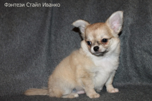 Dodatkowe zdjęcia: Fantasy Style Ivanko Chihuahua męskiej klasy zwierząt