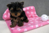 Zdjęcie №1. yorkshire terrier - na sprzedaż w Helsinki | 1046zł | Zapowiedź №117144