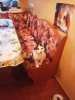 Dodatkowe zdjęcia: Miły kot Dasha szuka rodziny!