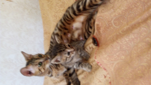Zdjęcie №1. kot egipski mau - na sprzedaż w Vsevolozhsk | 30zł | Zapowiedź № 2483