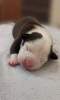 Zdjęcie №3. Szczenięta rasy American Staffordshire Terrier. Białoruś