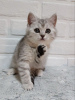 Zdjęcie №4. Sprzedam kot brytyjski krótkowłosy w Irkuck. od żłobka - cena - negocjowane