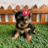 Zdjęcie №2 do zapowiedźy № 123113 na sprzedaż  yorkshire terrier - wkupić się USA 