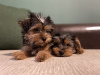 Zdjęcie №1. yorkshire terrier - na sprzedaż w Bruges | negocjowane | Zapowiedź №81736