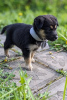 Zdjęcie №1. pies nierasowy - na sprzedaż w Москва | Bezpłatny | Zapowiedź №102289