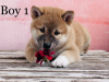 Zdjęcie №3. shiba inu. Węgry