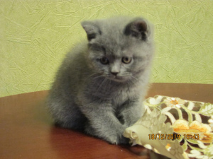 Zdjęcie №4. Sprzedam kot brytyjski krótkowłosy w Petersburg. od żłobka, hodowca - cena - 929zł