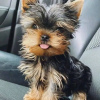 Zdjęcie №2 do zapowiedźy № 123175 na sprzedaż  yorkshire terrier - wkupić się Finlandia 