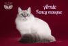 Zdjęcie №2 do zapowiedźy № 89481 na sprzedaż  kot syberyjski - wkupić się Federacja Rosyjska od żłobka