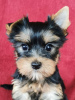 Zdjęcie №1. yorkshire terrier - na sprzedaż w Genewa | Bezpłatny | Zapowiedź №55712