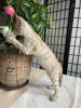 Zdjęcie №2 do zapowiedźy № 25660 na sprzedaż  kot bengalski - wkupić się Włochy prywatne ogłoszenie, od żłobka, hodowca