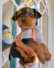 Zdjęcie №1. yorkshire terrier - na sprzedaż w Cannington | 1585zł | Zapowiedź №99630