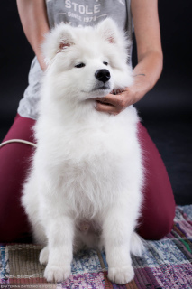 Dodatkowe zdjęcia: Samoyed. Super chłopak