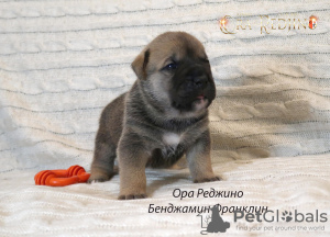 Zdjęcie №4. Sprzedam dog z majorki w Москва. od żłobka - cena - negocjowane
