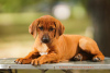 Dodatkowe zdjęcia: Szczenięta Rhodesian Ridgeback