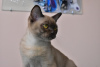 Zdjęcie №3. Kot birmański. Federacja Rosyjska