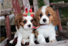 Zdjęcie №3. Urocze szczenięta Cavalier King Charles do bezpłatnej adopcji. Niemcy