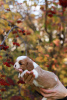 Dodatkowe zdjęcia: Cavalier King Charles Spaniel