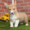 Zdjęcie №1. welsh corgi - na sprzedaż w Штутгарт | 3558zł | Zapowiedź №115182