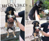 Zdjęcie №1. pies nierasowy - na sprzedaż w Krasnodar | Bezpłatny | Zapowiedź №7520