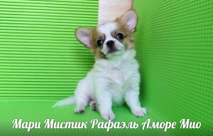 Dodatkowe zdjęcia: Szczenięta Chihuahua mini i standard, g - w i d - w